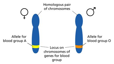 what kind of genes are similar to each other